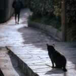 Távozó férfi akit egy macska néz